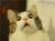 this is a cat