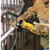 DeWalt Cordless 20 V 4-1/2 in. Grinder Bare Tool 8000 rpm