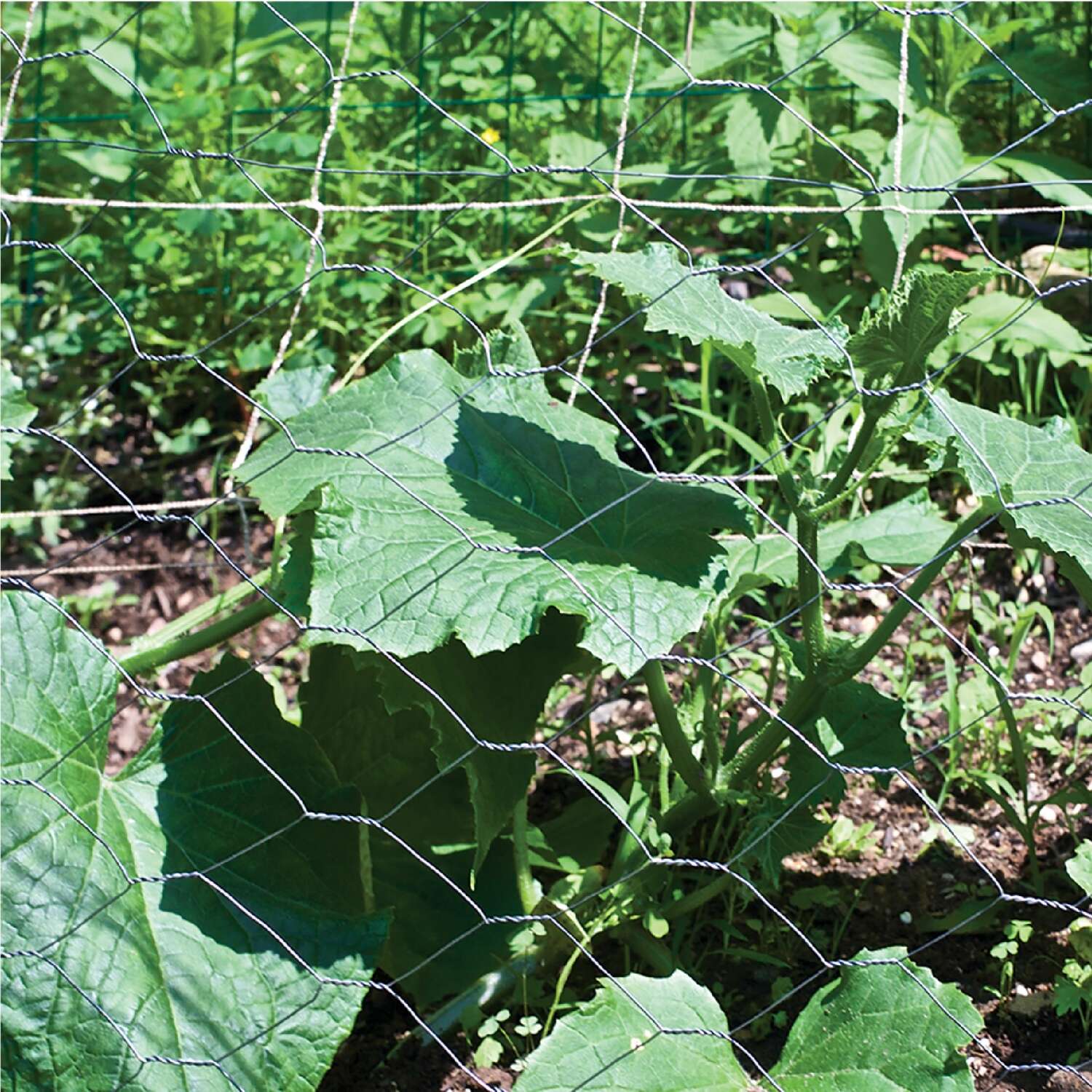image-5