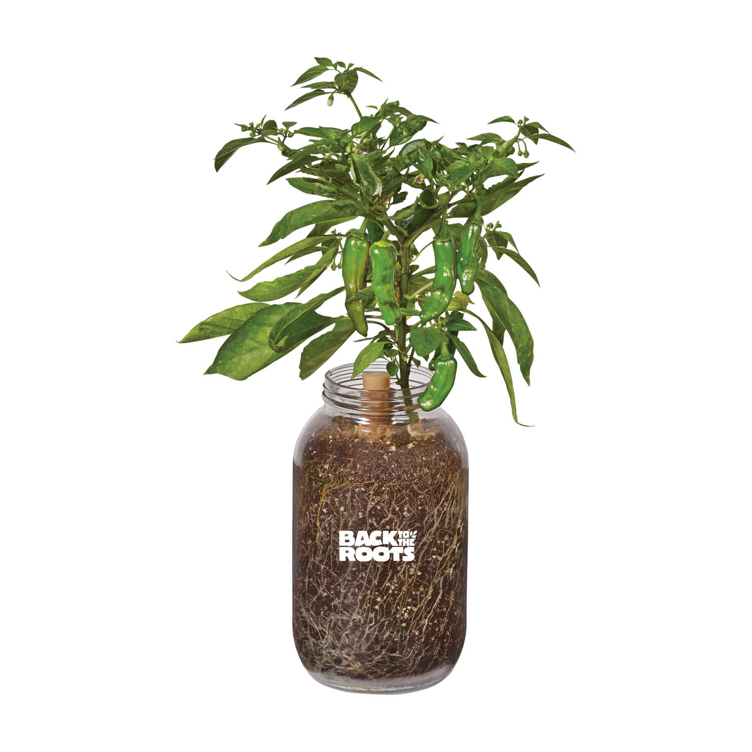 image-2