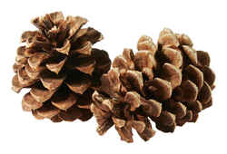 Buffalo Broom Company
