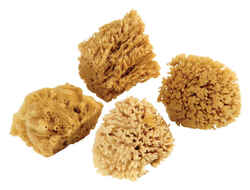 Armaly ProPlus 4 in. L Beige Natural Sponge Faux/Artist Natural Sea Sponge