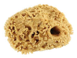 Armaly ProPlus 5 in. L Beige Natural Sponge Faux/Artist Natural Sea Sponge