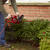 Toro 22 in. L Hedge Trimmer