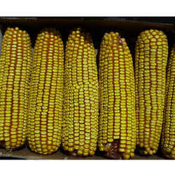 Kaytee Corn On The Cob 6.5 lb.