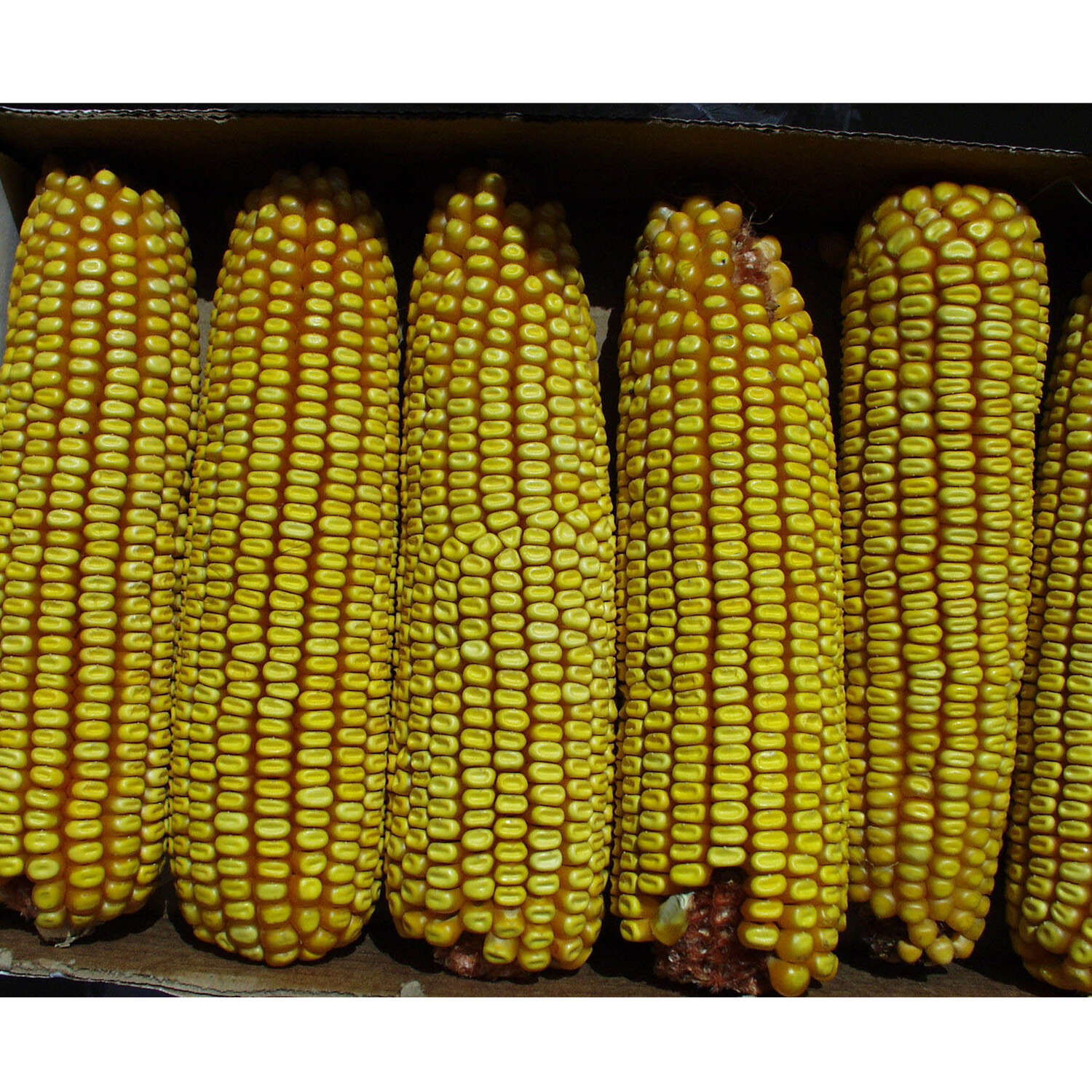 image-2