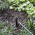 Raindrip Drip Irrigation Bubbler