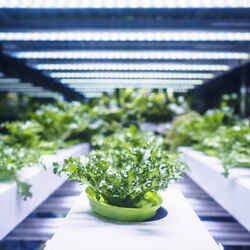FEIT Electric Blue LED Grow Light