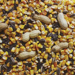 Kaytee Squirrel Squirrel and Critter Food Corn 10 lb.