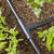 Raindrip Polyethylene 1 pk Drip Irrigation Compression Tee