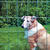 Garden Zone 60 in. H X 50 ft. L Galvanized Steel Garden Fence Silver