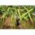 Rain Bird Drip Irrigation Micro Spray