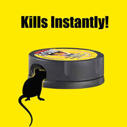 Mice