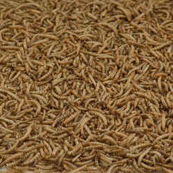 Kaytee Assorted Species Wild Bird Food Mealworm 17.6 oz.