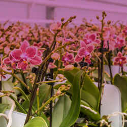 FEIT Electric Red LED Grow Light