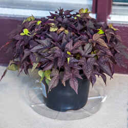 Gardeners Blue Ribbon 10 in. W Clear Vinyl Plant Saucer
