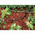 Rain Bird Plastic Drip Irrigation Tubing 1/4 in. x 100 in. L