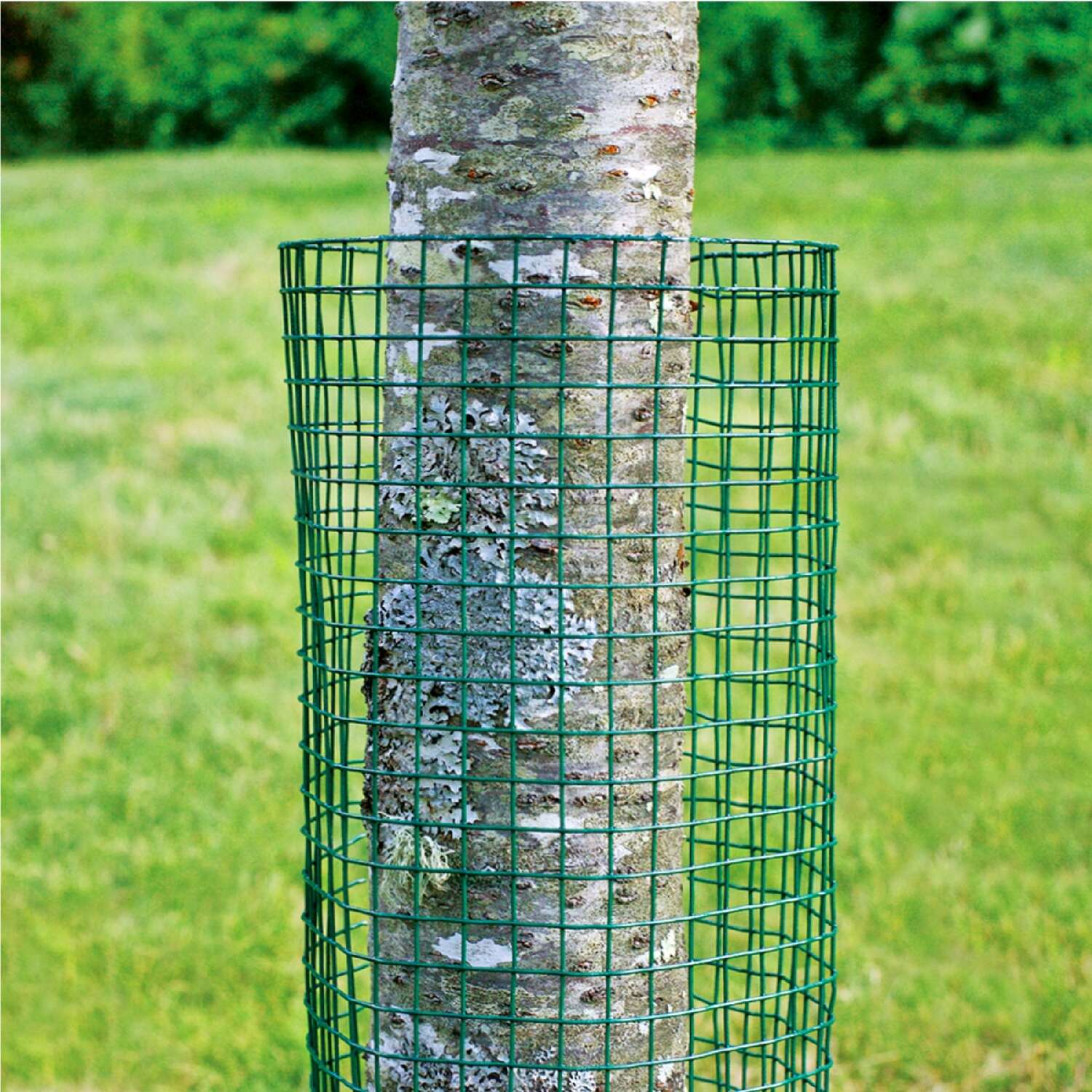 image-3