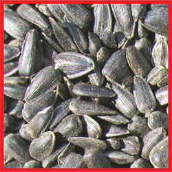 Cole's Assorted Species Wild Bird Food Black Oil Sunflower 8 lb.