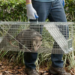 Raccoons