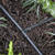 Raindrip Polyethylene Drip Irrigation Barbed Tee 5 pk