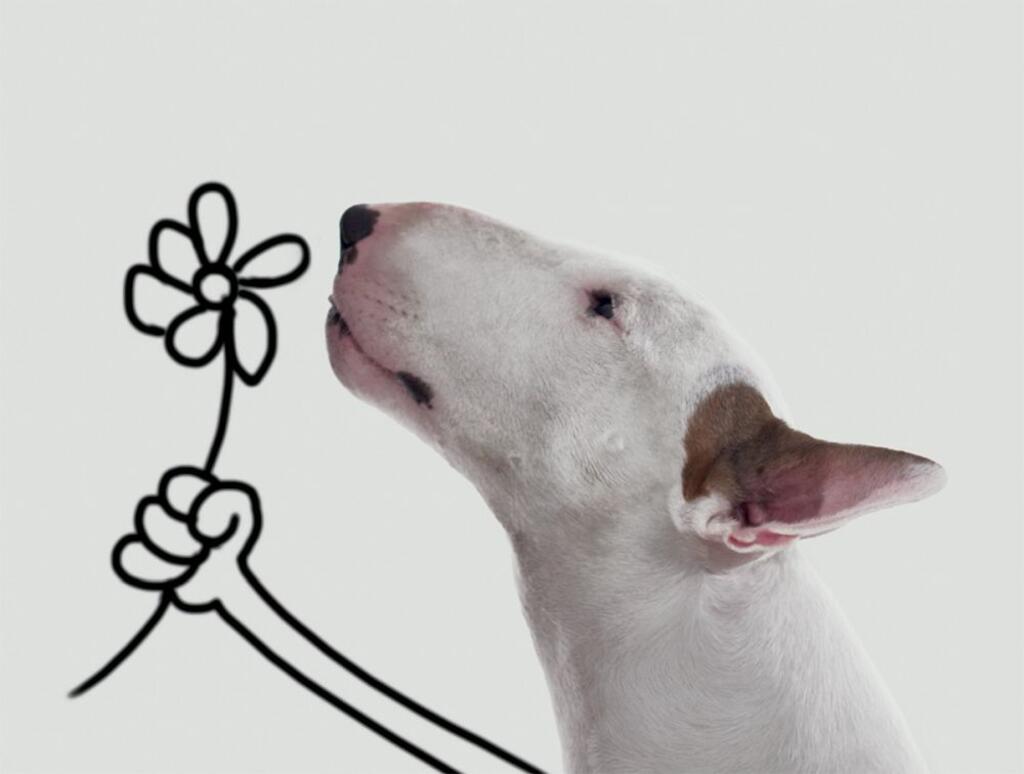 image Jimmy The Bull Flower Boxed Note Cards