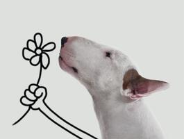 image Jimmy The Bull Flower Boxed Note Cards