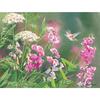 image Wild Sweet Pea 4" x 5.25" Blank Notecards