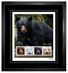Bears: Framed Pane of 4 Stamps