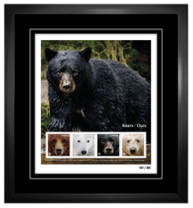 Bears: Framed Pane of 4 Stamps