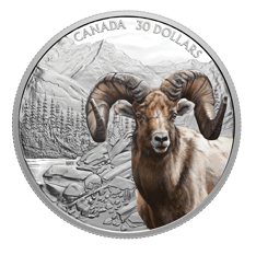 $30 Pure Silver Coin - Imposing Icons: Bighorn Sheep (2020)