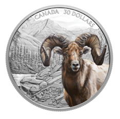 Pièce de 30 $ en argent pur – Prestance faunique : Mouflon d’Amérique (2020)