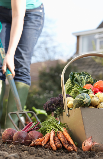 Harvesting vegetables in a garden