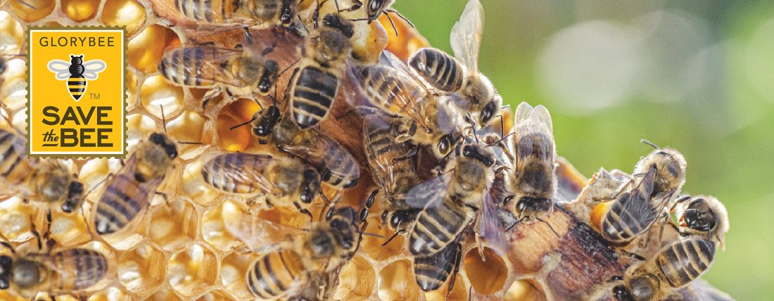 Bees on a honeycomb and GloryBee Save the Bee logo