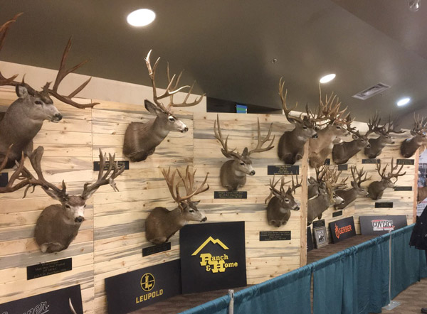 Big Game trophy wall