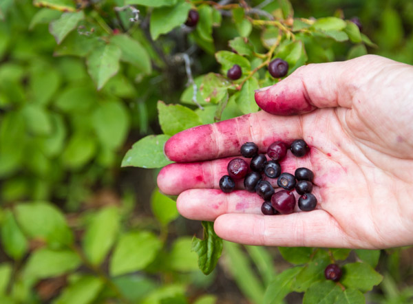 A purple juice-stained hand holding huckleberries outdoors