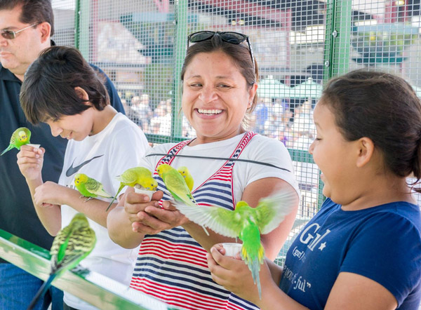 A family feeds parakeets inside a bird enclosure