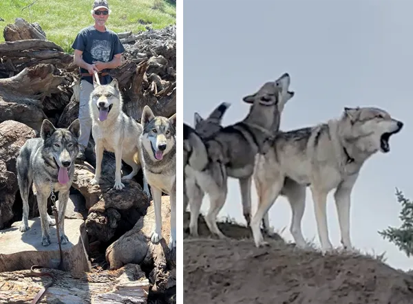 canine actors from Yellowstone TV show