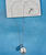 Wyland&reg; Sand Dollar w/Glass Bead - Necklace